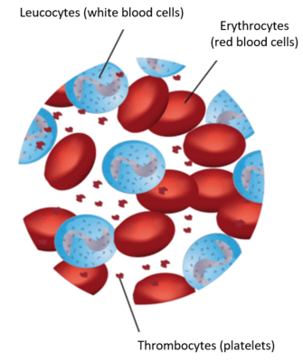 bloedcellen-uk