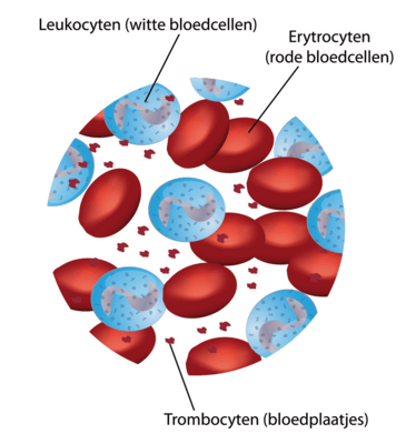 bloedplaatjes